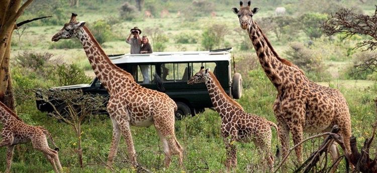Masai Mara and gorilla trekking