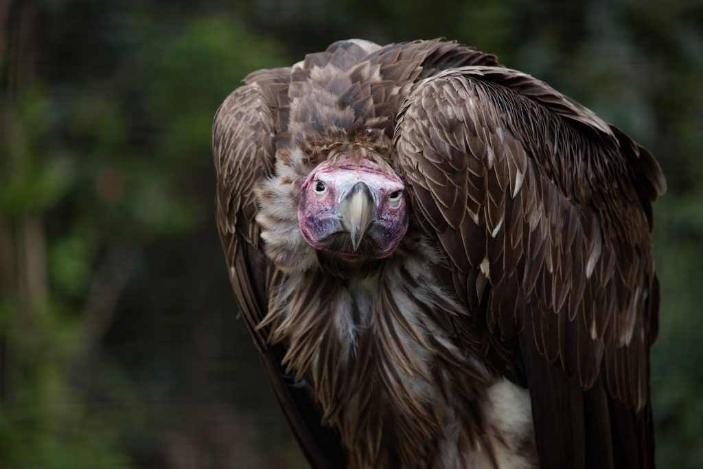 The lappet-faced vulture