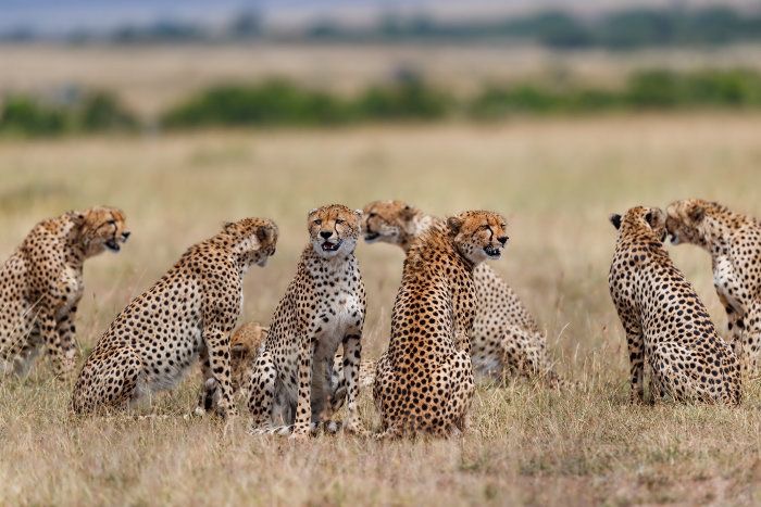 3 days masai mara safari