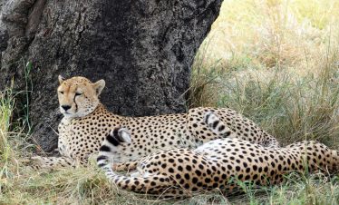 6 Days Masai Mara and Gorilla Trekking Safari