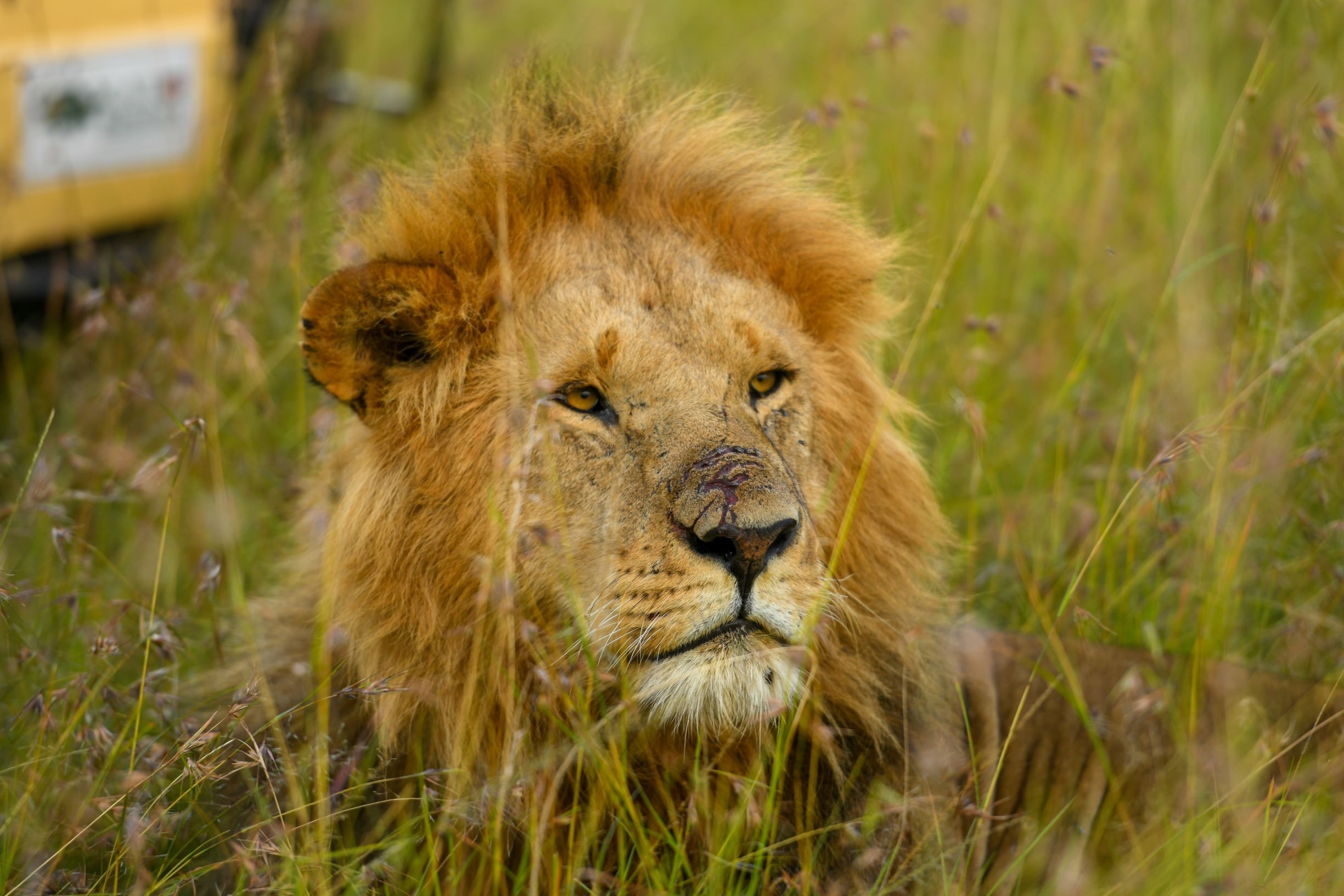 masai mara safari