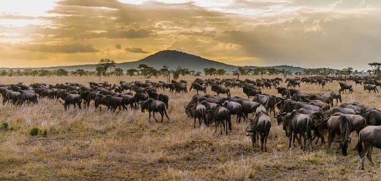 5-Day Maasai Mara Great Migration Tour