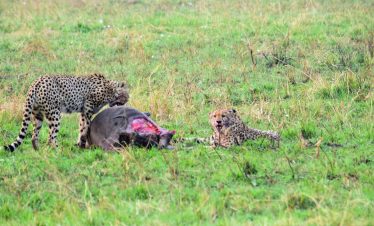 5 Days Masai Mara, Lake Nakuru, Aberdare Safari Holiday