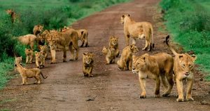 masaimara