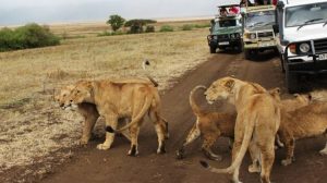 maasaimara