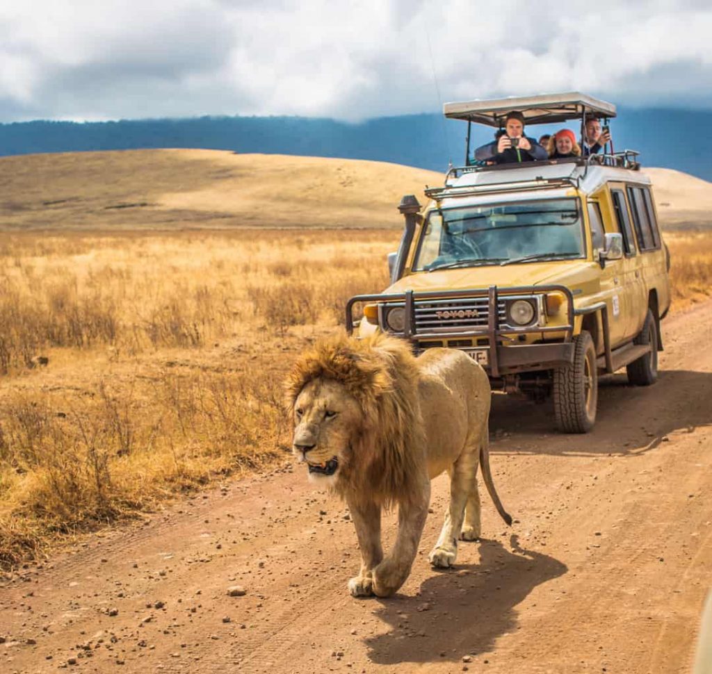 Lions in Masai Mara - Masai Mara Holidays