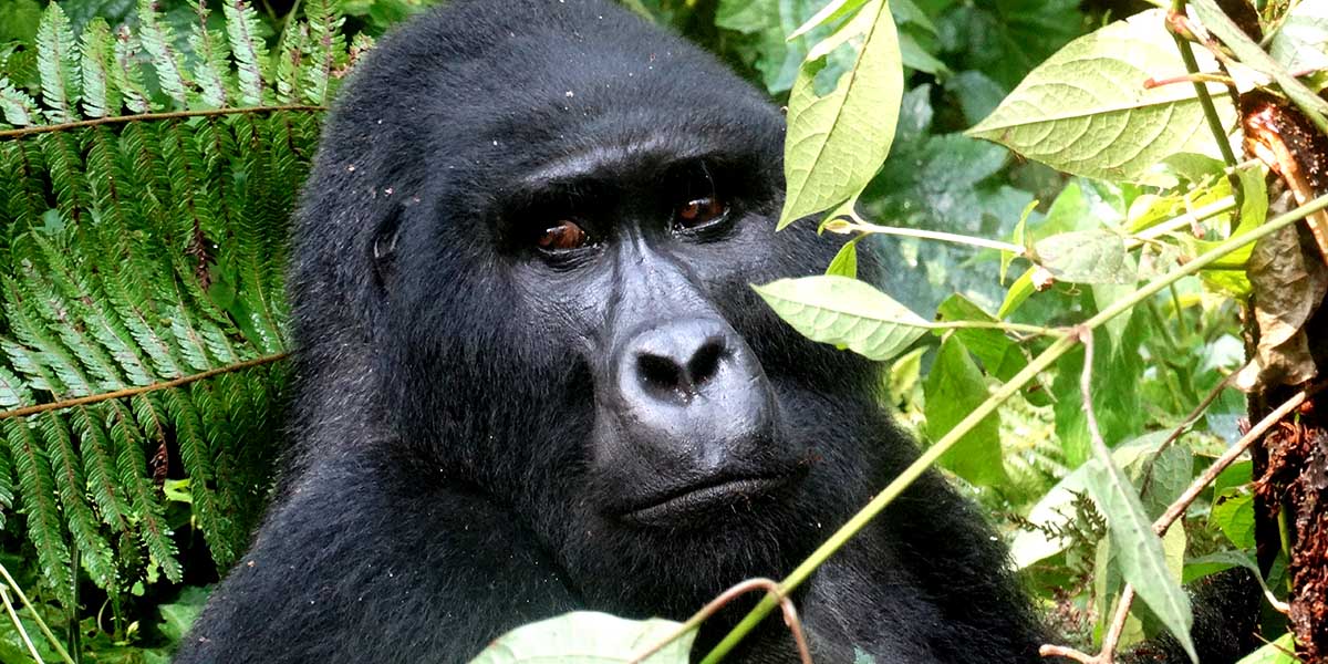 gorilla trekking safaris uganda