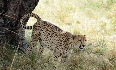 serengeti and ngorongoro safari