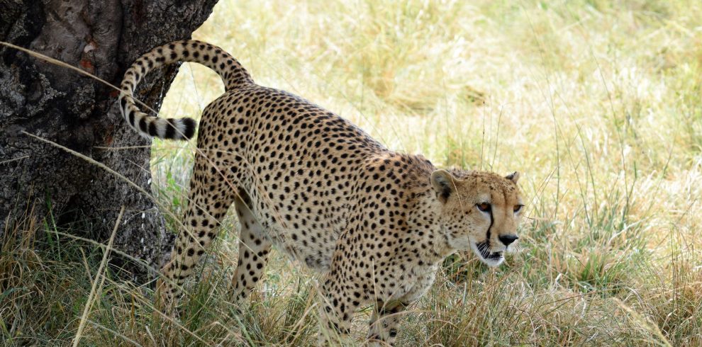 serengeti and ngorongoro safari
