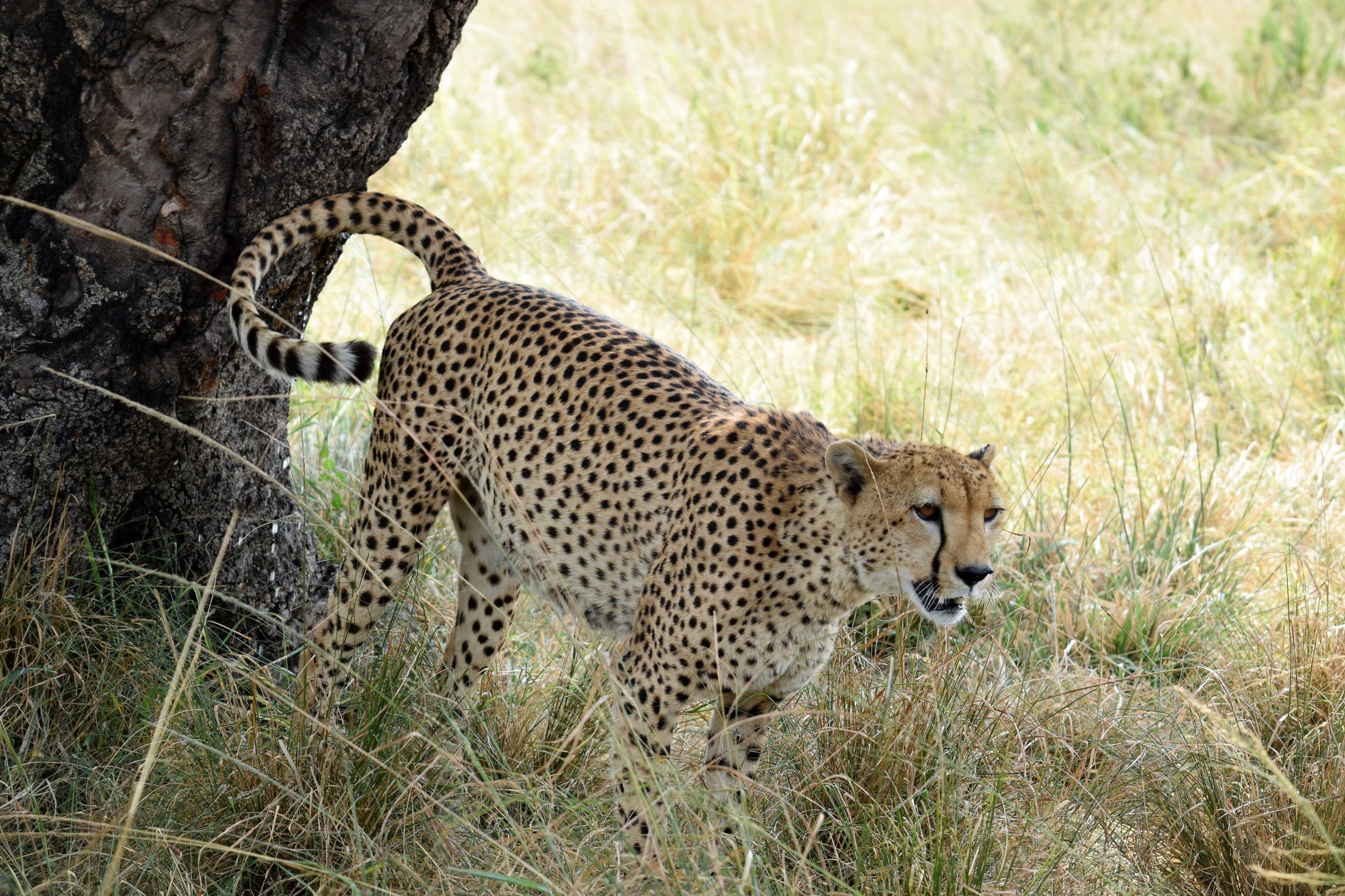 serengeti and ngorongoro safari