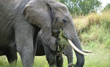 3 Day Serengeti Safari
