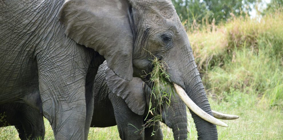 3 Day Serengeti Safari