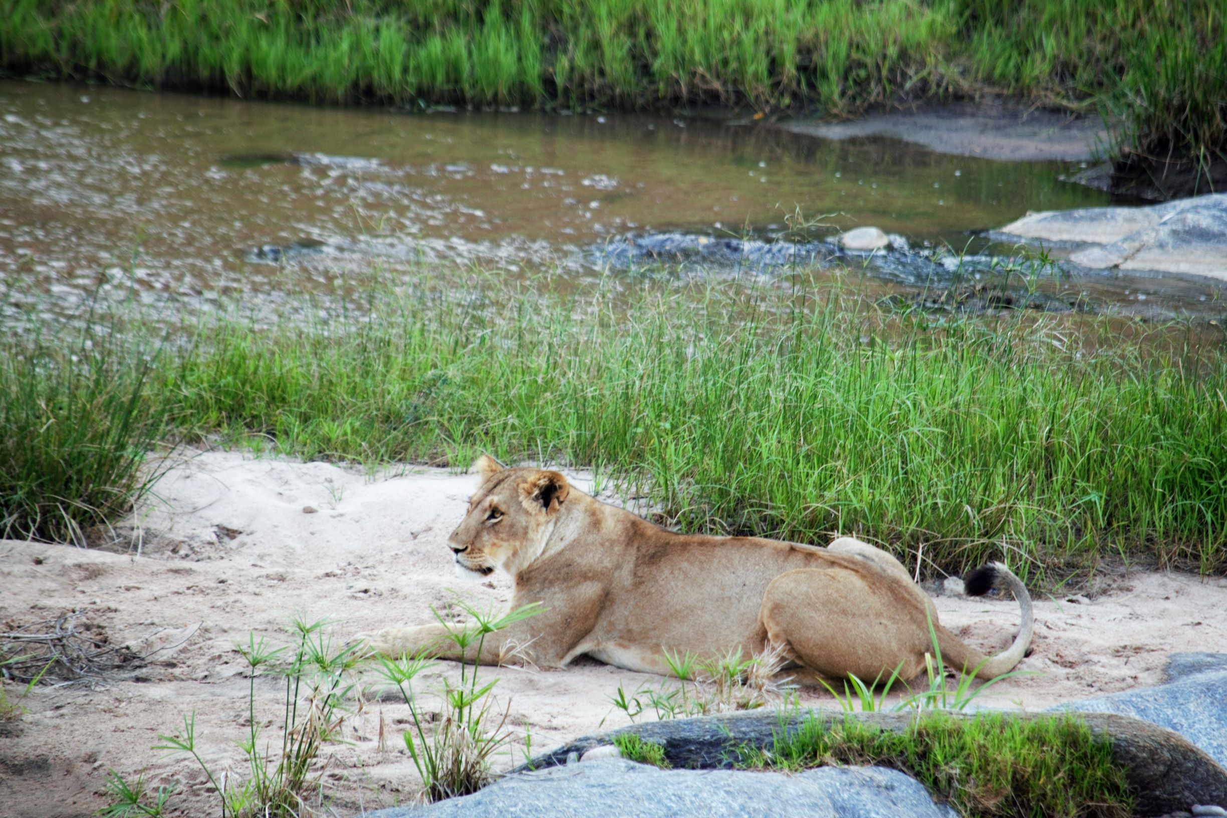 masai mara serengenti safari