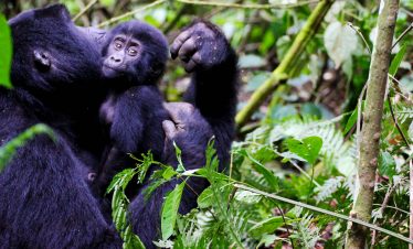 gorilla safaris adventure
