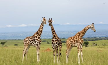 15 Days Ultimate Uganda Experience Safari