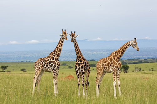 15 Days Ultimate Uganda Experience Safari