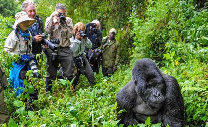 Uganda Safari Gorillas