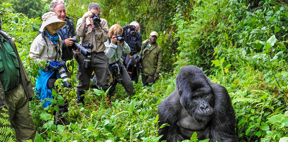 Uganda Safari Gorillas