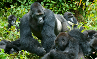 5 Days Chimpanzee & Gorilla trekking safari Uganda