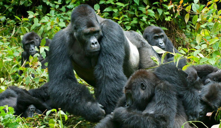 5 Days Chimpanzee & Gorilla trekking safari Uganda