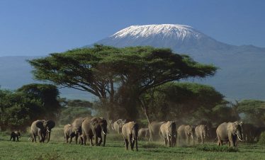 5 Days Tsavo & Amboseli Wildlife Safari