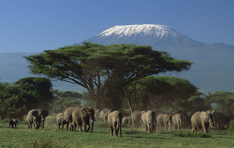 Amboseli & Tsavo Elephant Expedition