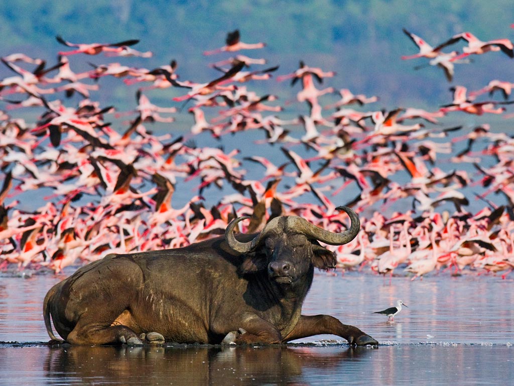 Lake-Nakuru