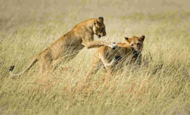 masai mara africa