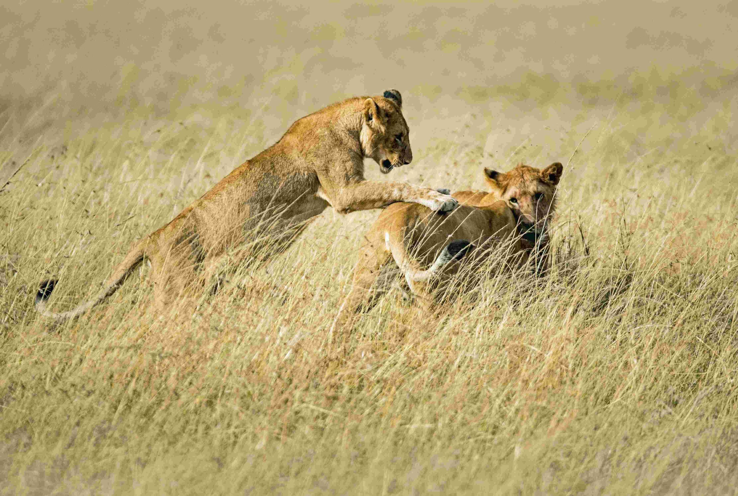 masai mara africa