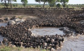 wildebeest Migration masai mara