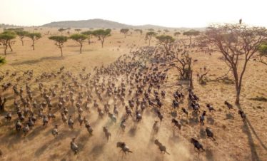 Masai Mara Migration