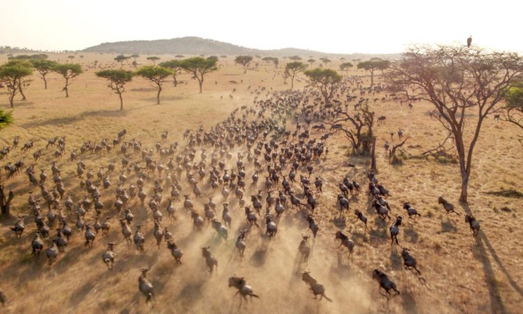 Masai Mara Migration