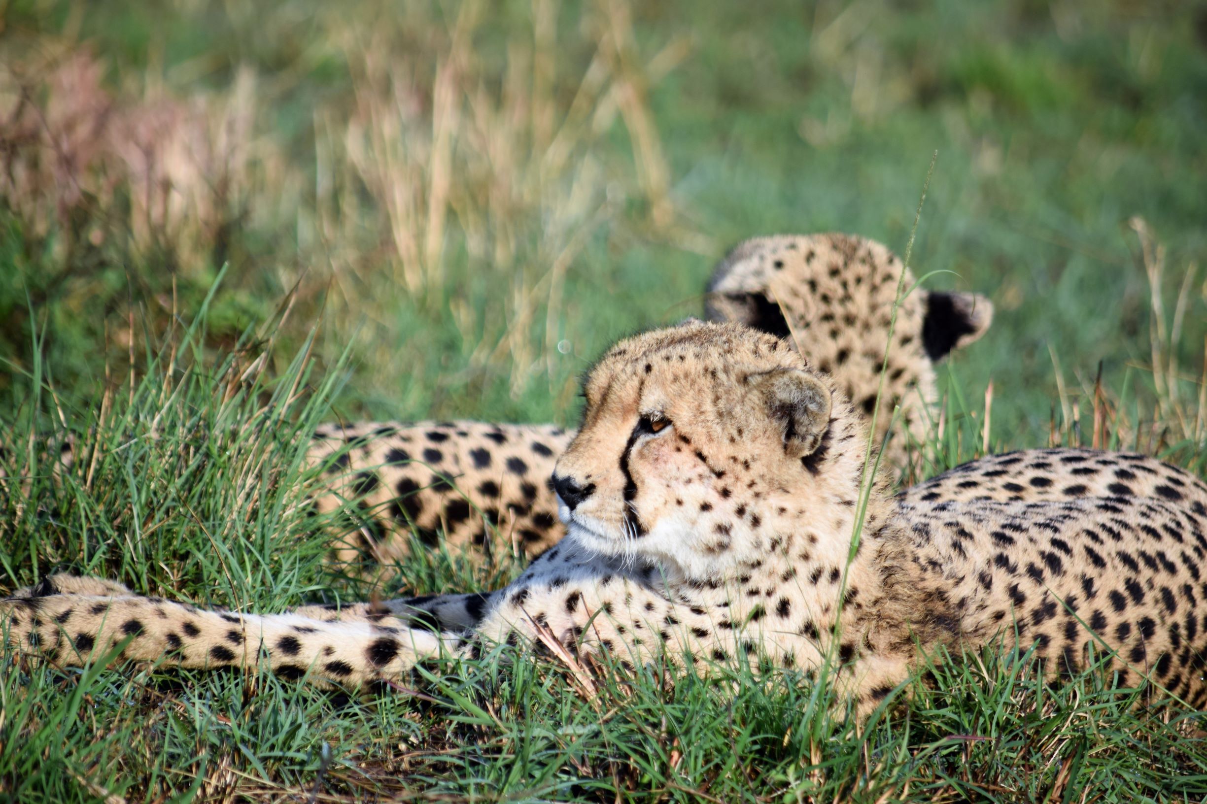 Kenya - Tours, Travel Guide, Plan & Book Directly