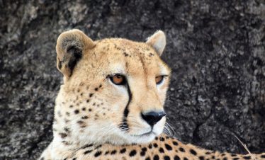 serengeti safari