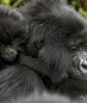 gorilla trekking safari Tours