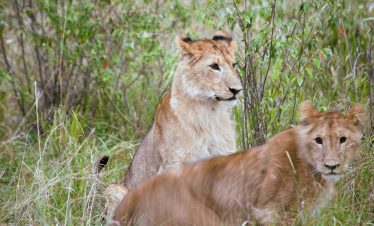 3 Day Tarangire, Ngorongoro & Lake Manyara Safari