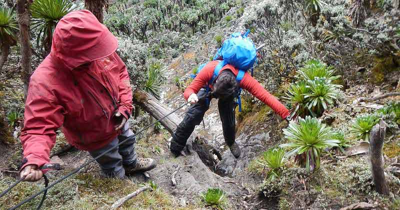 Rwenzori Mountain Trekking