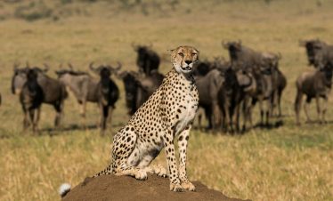 masa mara safari