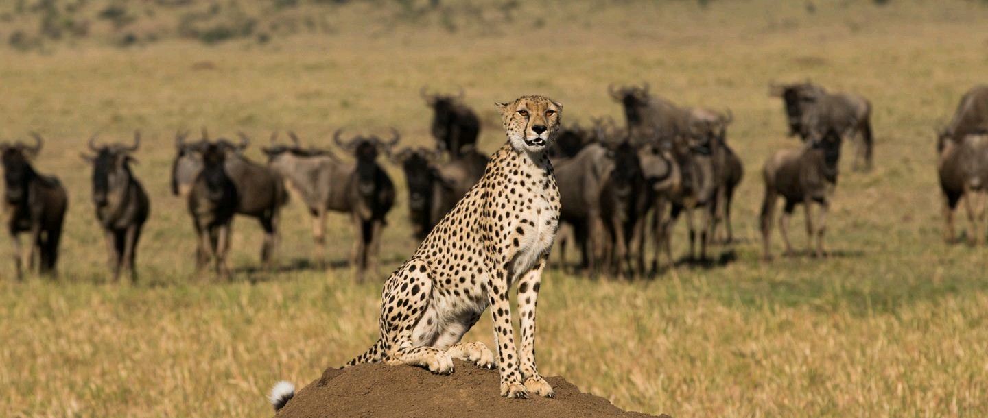 masai mara safari packages