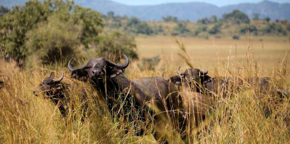 8 day ugandan safari