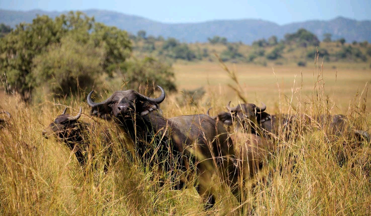 8 day ugandan safari