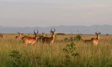 7 Day Uganda safari