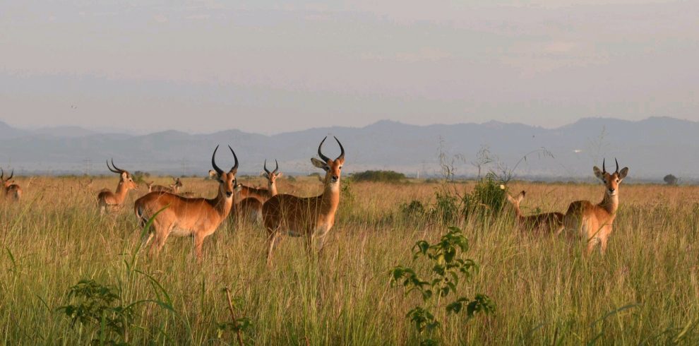 7 Day Uganda safari