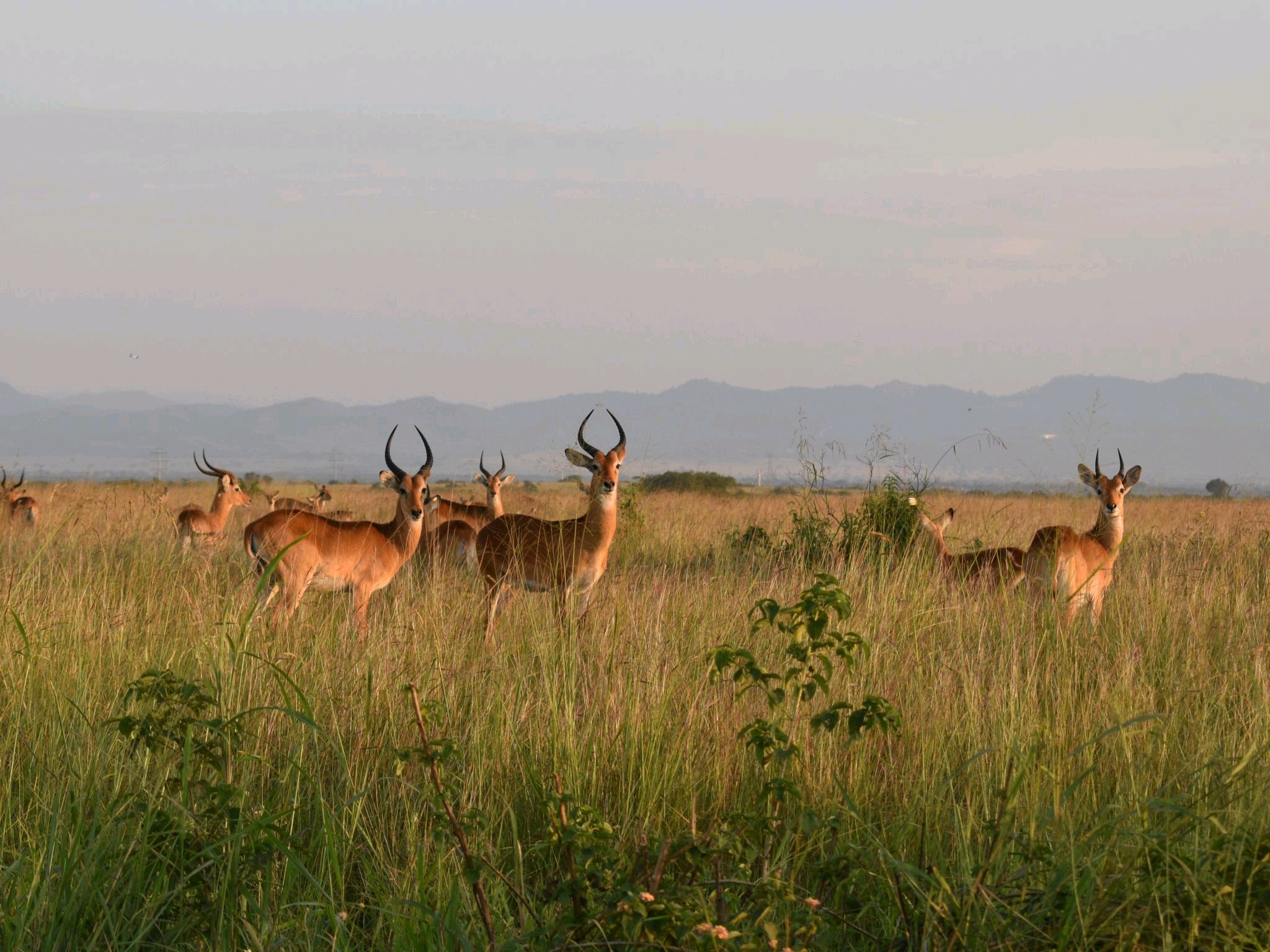 7 Day Uganda safari