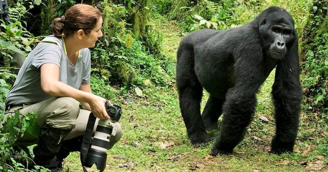 3 day gorilla trekking Uganda