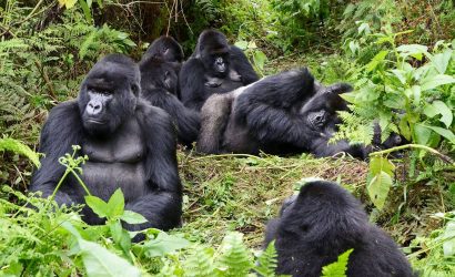 4 Day Gorilla Tracking Rwanda and Lake Kivu