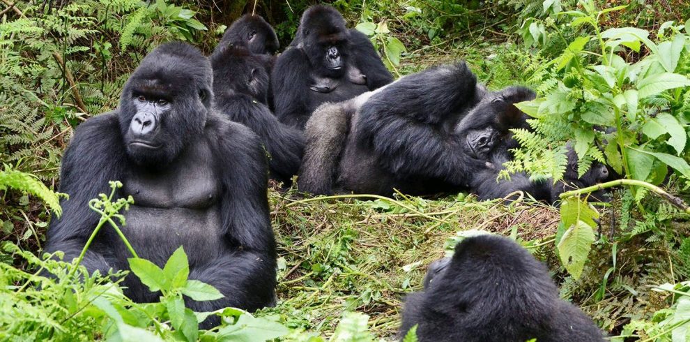 Bwindi gorilla safari