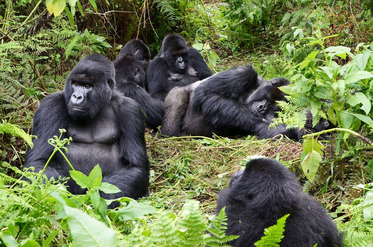 Bwindi gorilla safari