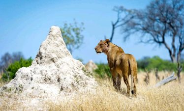 3 Day Akagera National Park Safari