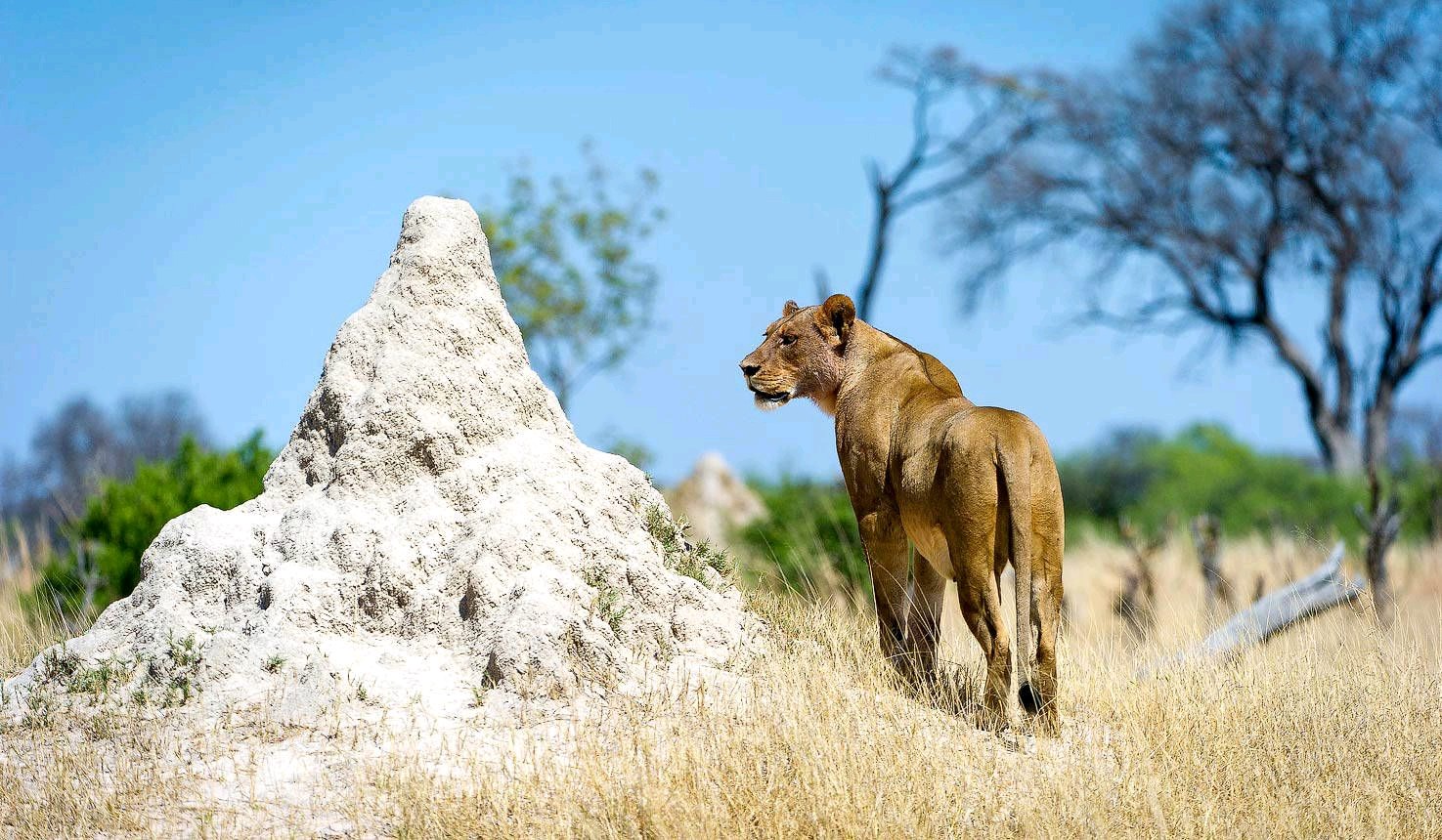 3 Day Akagera National Park Safari